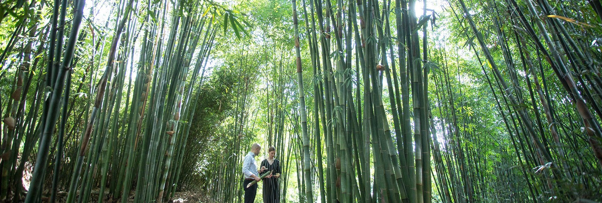 Ekologisk Bambu